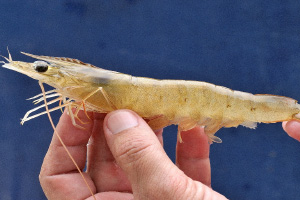 langostino2