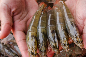 langostino3