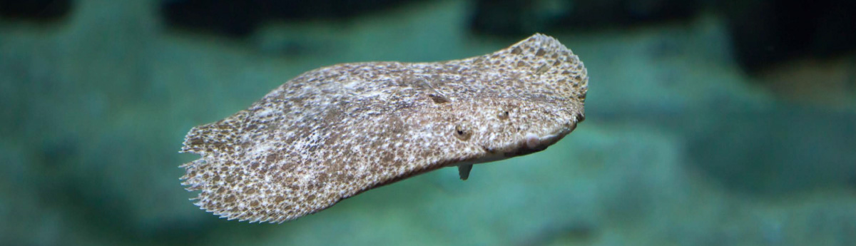 rodaballo