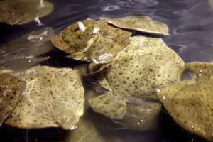 rodaballo4