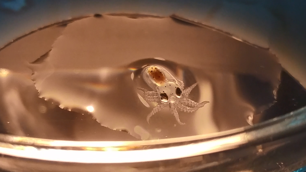 Paralarva-de-pulpo-en-asentamiento--sobre-cristal-55-días-de-vida